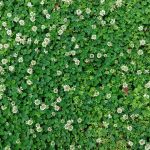 featured image for How to Get Rid of Clover from Your Lawn Naturally