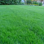 Kentucky 31 tall fescue vs bluegrass