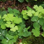 prevent creeping Woodsorrel
