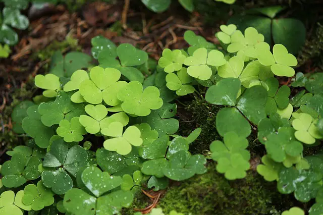 How To Get Rid Of Creeping Woodsorrel Lawnista Com