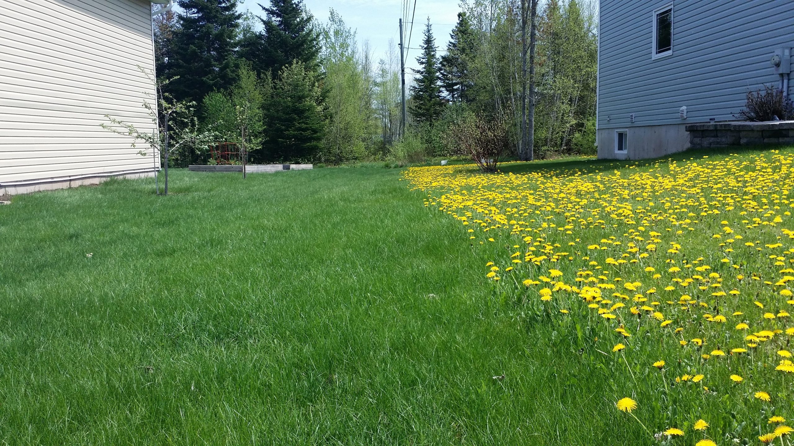 Best mower blades for weeds