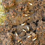 How to get rid of termites in flower beds