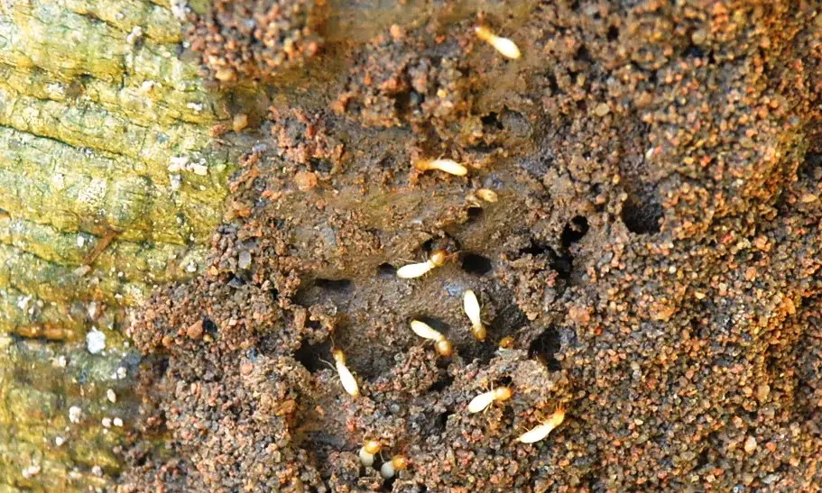 How To Get Rid Of Termites In Flower Beds Lawnista Com