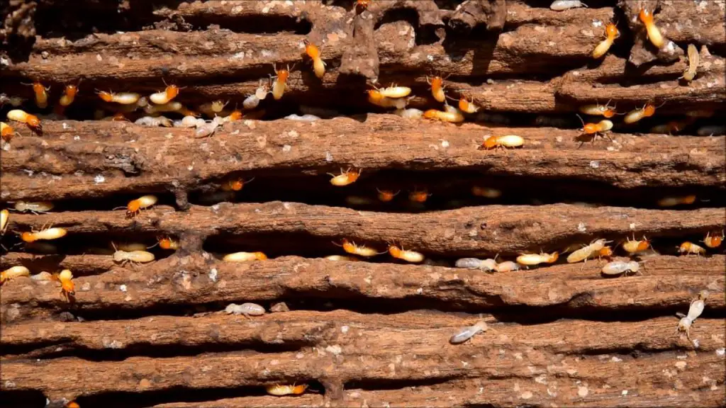 How to get rid of termites in flower beds