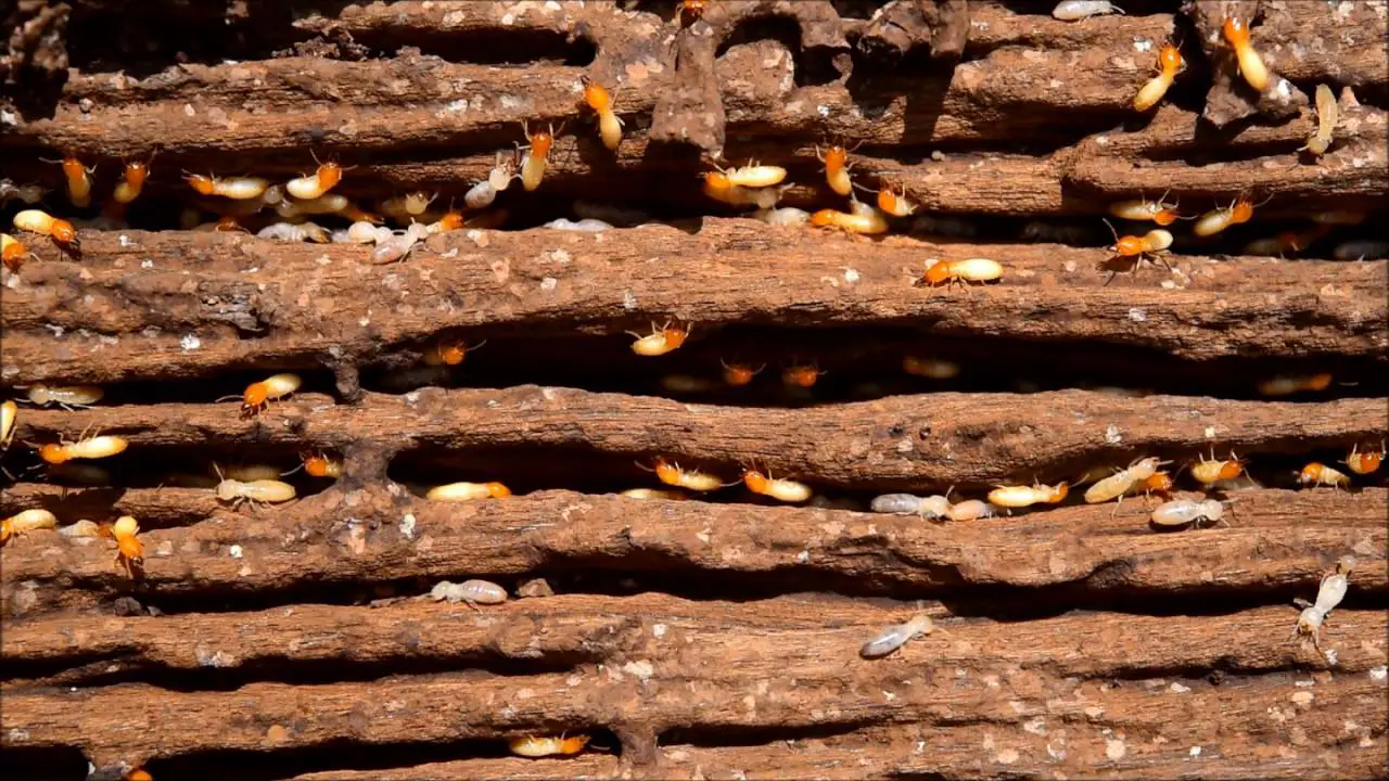 How to get rid of termites in flower beds