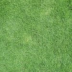 How to Make Bermuda grass Thicker