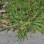 How To Get Rid Of Crabgrass Without Chemicals