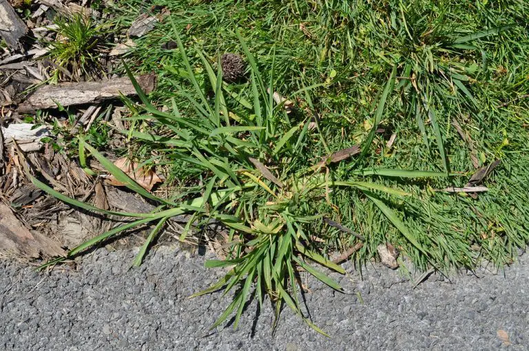 How To Get Rid Of Crabgrass Without Chemicals (And what to do in case