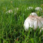 How To Get Rid Of Mushrooms In Yard