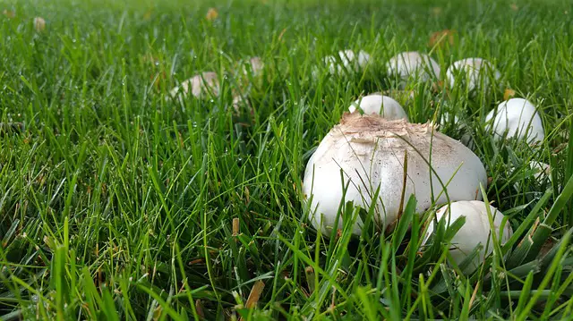 How To Get Rid Of Mushrooms In Yard